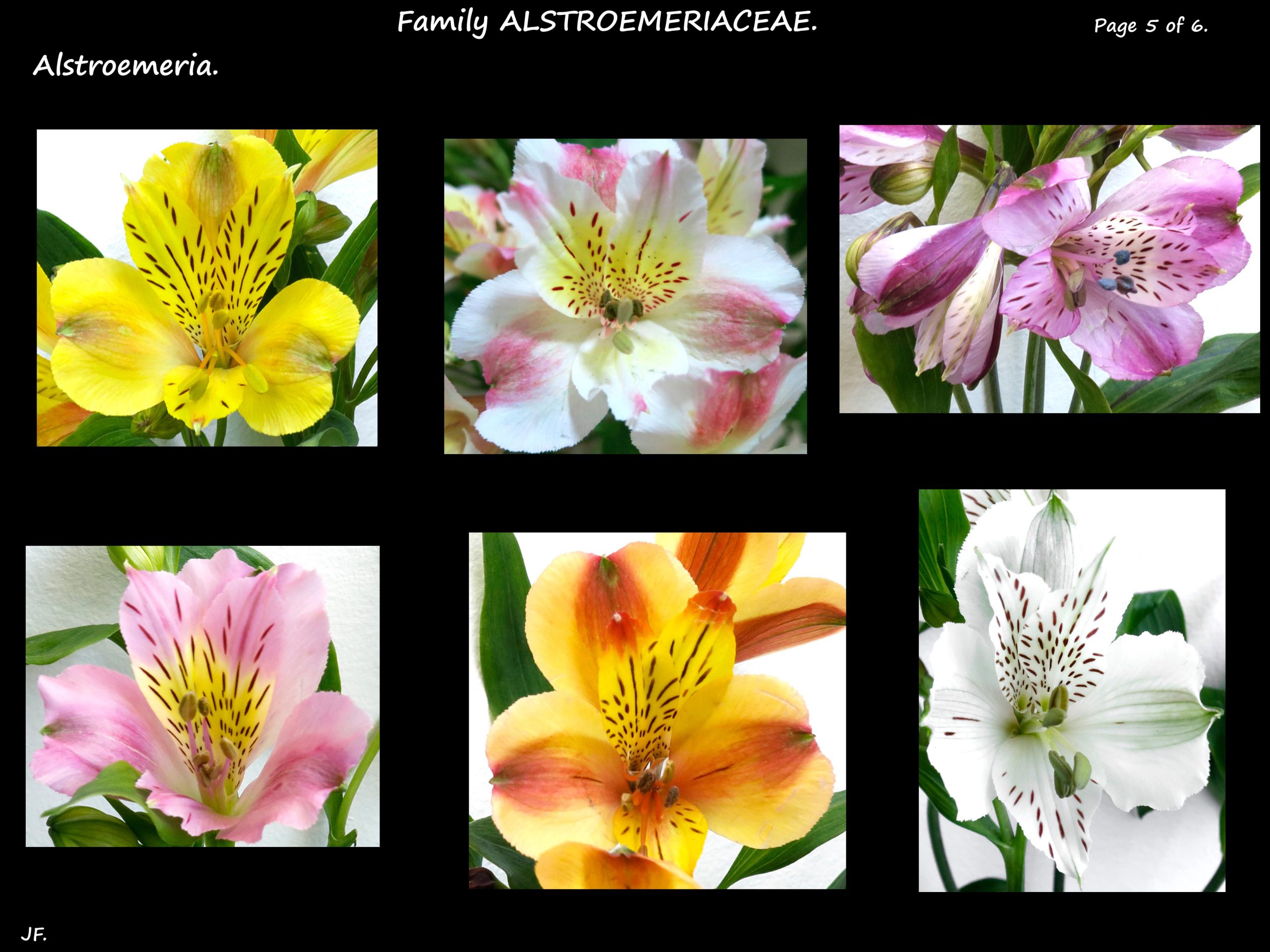 5 Alstroemeria varieties
